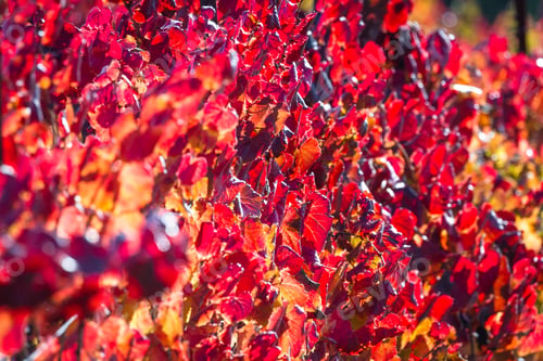 Preview: Beautiful Red Leaves On A Vineyard In Alexander Valley California Backlit By The Early Morning