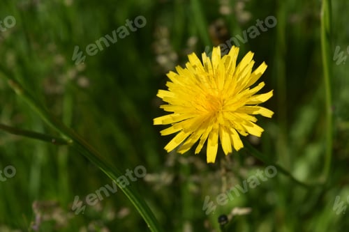 Preview: Wild Blooming Yellow Dandelion Blossoming.