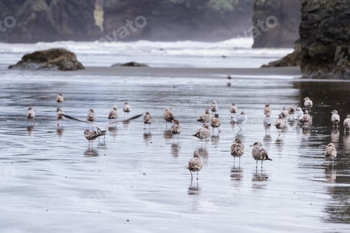 Preview: Peaceful Scene In Southern Oregon With Clouds And Fog Anda Group Of Sea Gulls Walking On The Beach