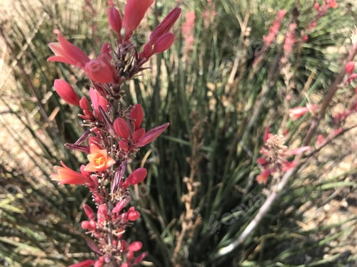 Preview: A Red Yucca Plant With Small Flowers 4575