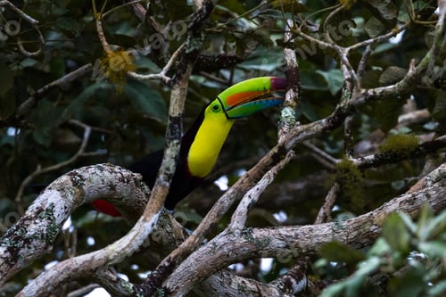 Preview: Keel Billed Toucan Perched On A Tree Branch In The Rainforest Of Costa Rica