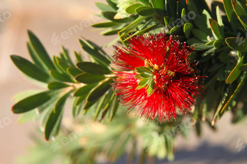 Preview: A Pohutukawa Plant With Green Leaves And Bright Red Flowers 3281