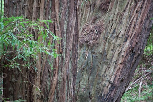 Preview: Natural Abstraction Of A Redwood Tree Close Up