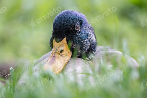 Preview: Close Up Of A Common Male Dabbling Duck Or A Male Drake Laying On Fresh Green Grass In The Scottish