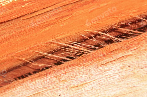 Preview: Textured Background Of A Fresh Break In A Camel Thorn Tree Trunk - Hardwood Beauty