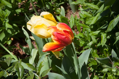 Preview: Green And Orange Tulips