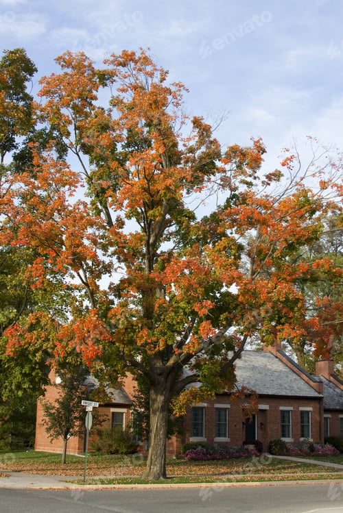 Preview: Big Tree