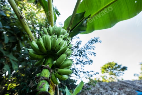 Preview: Image Of A Banana Palm. Green Bananas, In Rural Part Of Peruvian Jungle.