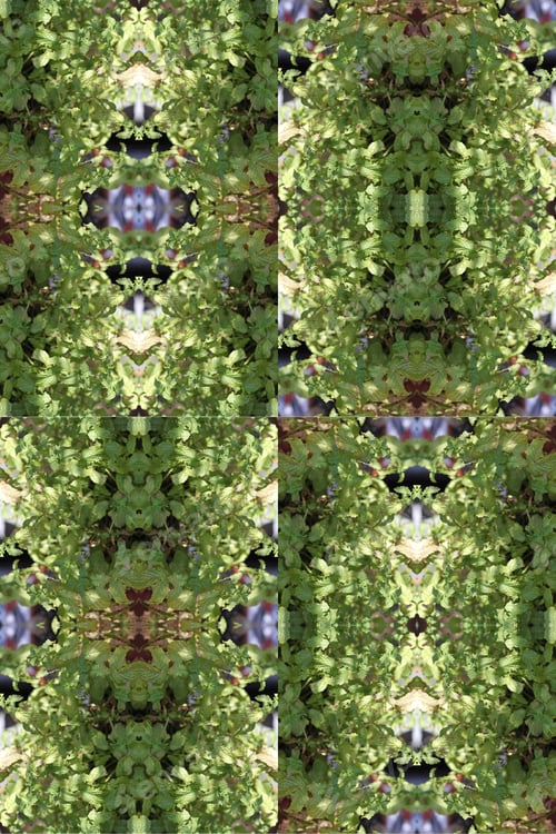 Preview: An Abstract Of Sweet Mint Bush With Leaves Damaged By Summer Heat And Garden Pests 0208