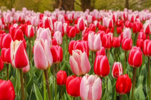 Preview: Netherlands Amsterdam Keukenhof Park Flowers Fields Tulips Colorful Red Pink