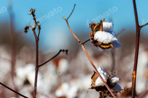 Preview: Closeup Of Blooming Cotton In A Field Ready For Harvest