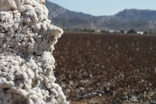 Preview: A Bale Of Cotton, Ready For Pickup, In A Cotton Field 4647