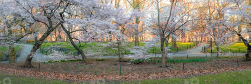 Preview: Central Park, Manhattan, New York City In Spring