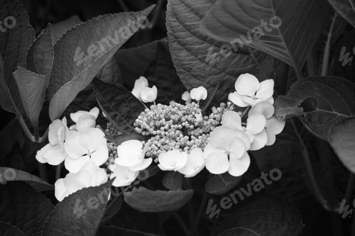 Preview: Flower In Black And White In The Garden