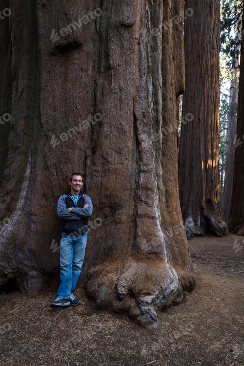 Preview: Young Man Standing And Smiling Resting On A Giant Sequoia Tree