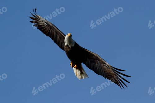Preview: American Bald Eagle Gliding Looking For Food Mid December In Idaho