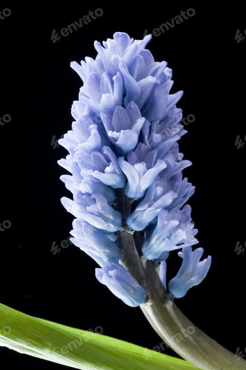 Preview: Purple Hyacinth Isolated On Black - Seasonal