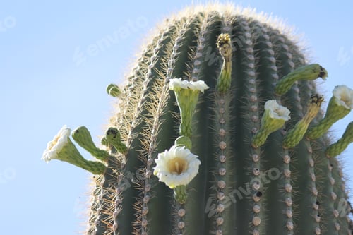 Preview: Flowering Cactus Blooms Against Blue Sky