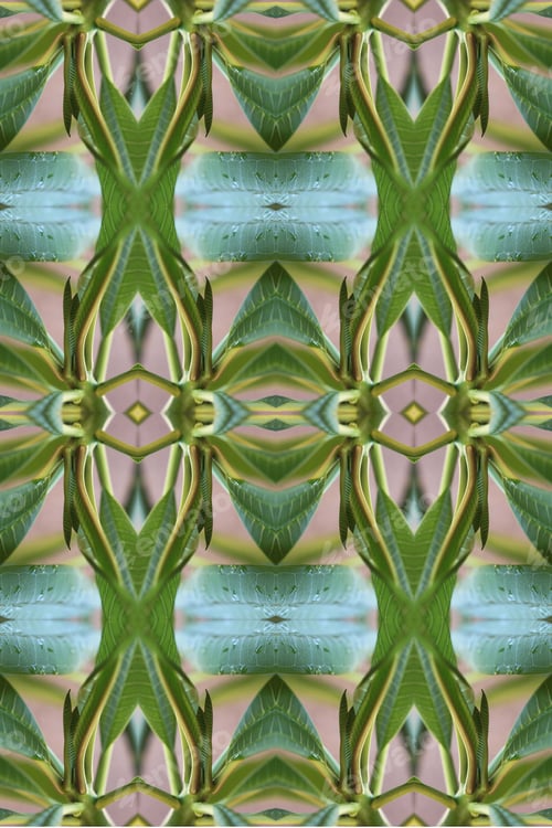 Preview: A Plumeria Rubria Plant Abstract With Lush Green Leaves 0561