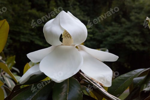 Preview: Magnolia Flower With An Open Bloom