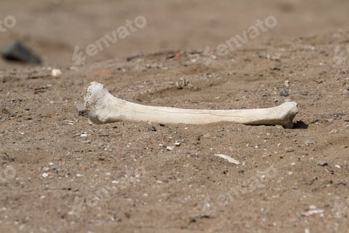 Preview: Human Remains And Textiles On Top Of The Sand In This Active Archeological Site.