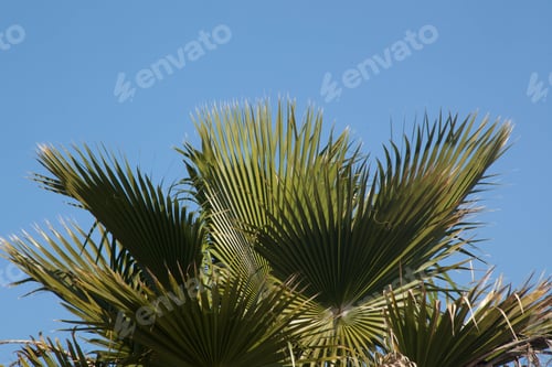 Preview: Palm Leaves Against The Sky