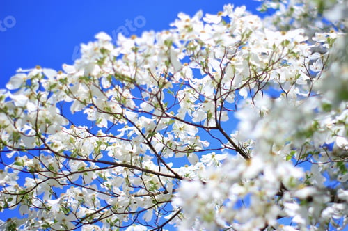 Preview: Dogwood Blossoms - Colors In Nature Background - White Wonders Of Life