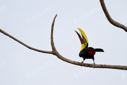 Preview: Wild Chestnut Mandibles Toucan Perched On A Tree Branch In The Costa Rica South Pacific