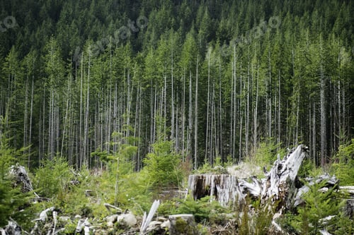 Preview: Logging Field Near Harris Canyon, Vancouver Island