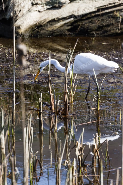 Preview: Beautiful Great White Egret Looking For Fish In A Shallow Tidal Pond Near Hunter Creek In The