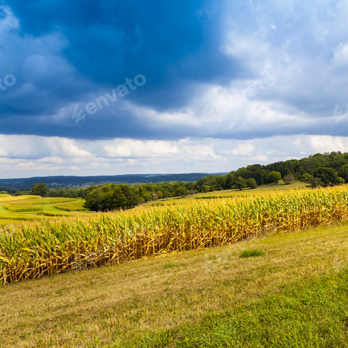 Preview: American Countryside Corn Field With Stormy Sky
