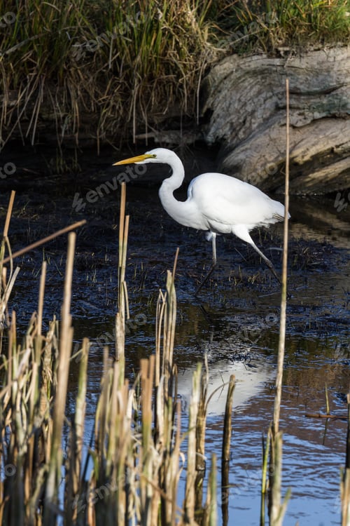 Preview: Beautiful Great White Egret Looking For Fish In A Shallow Tidal Pond Near Hunter Creek In The