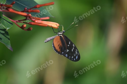 Preview: Pollen Clinging To The Antenna Of A Zuleika Butterfly In A Garden.