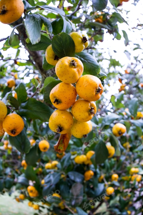 Preview: Close Up Of A Group Of Yellow Guavas Or Guayabas On A Tree In Peru