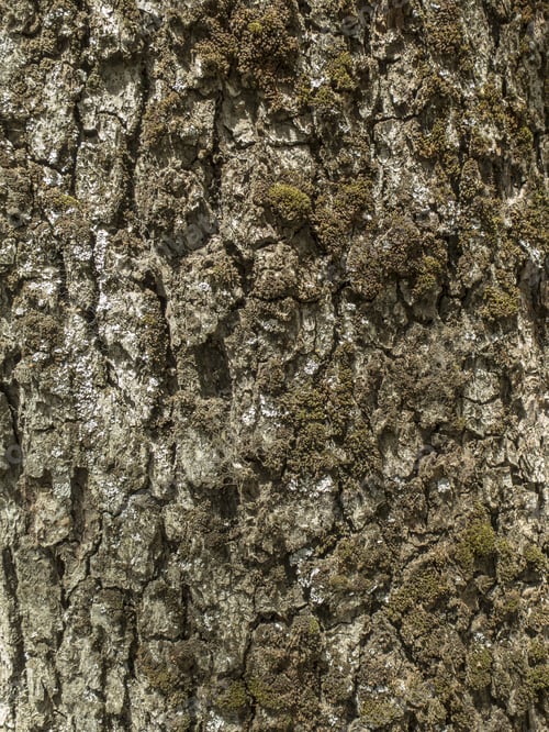 Vorschau: Nothofagus-Baumrinde, Rinde, mit Moos. Textur.
Niemand