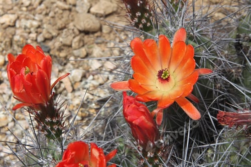 Preview: A Kingcup Cactus With Bright Orange Red Flowers 8868