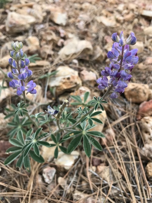 Preview: A Lupinus Sparsiflorus Plant With Flowers 4671