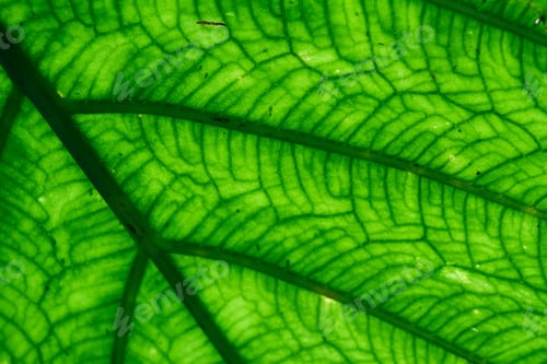 Preview: Close Up Of A Broad Green Leaf With Back Light In The Cloud Forest Of Costa Rica