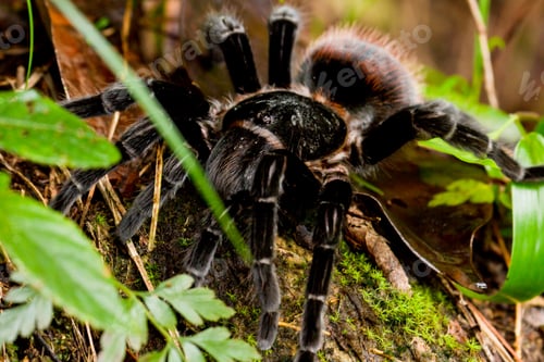 Preview: Large Tarantula In The Rainforest Of Belize