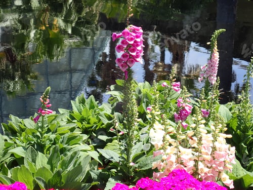 Preview: Purple Flowers In The Sunshine