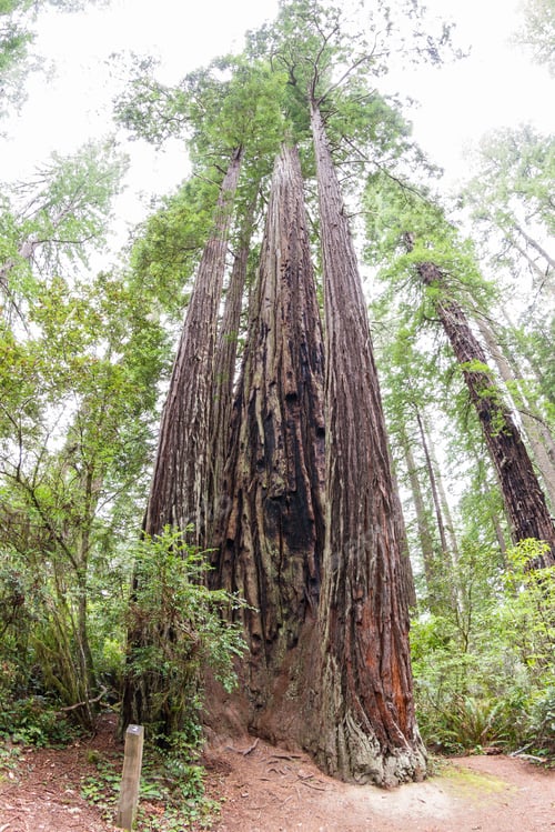 Preview: Wide Angle View Of Some Of The Tallest Trees In The World, The Redwoods In Northern California
