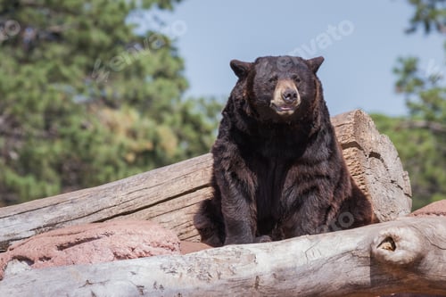 Preview: Adult Black Bear Resting Mid Day Under Bright Warm Sunshine In South Dakota