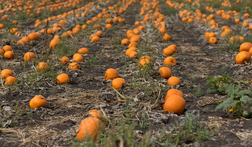Preview: Wonderful Pumpkin Patch Field In Saanich Peninsula3, Vancouver Island, Bc,Canada