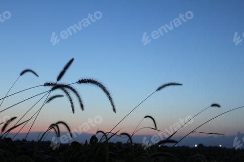 Preview: Feathery Plumes Of Tall Grass Under A Colorful Sky. 2415
