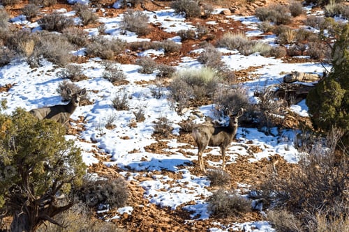 Preview: Mule Deer Walking And Feeding In The Red Rocks Of Arches National Park