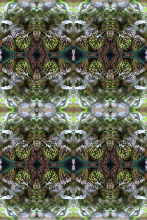 Preview: A Potted Pink Splash Plant Abstract With Lush Spotted Leaves 0274