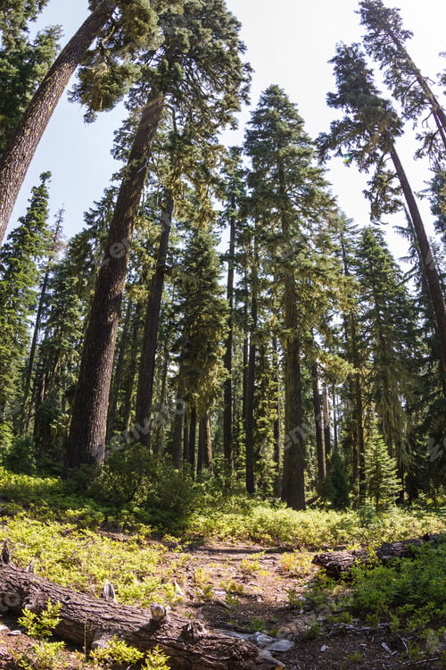 Preview: Fish Eye View Of Tall Ponderosa Pines In The Oregon Forest With Bright Sunshine