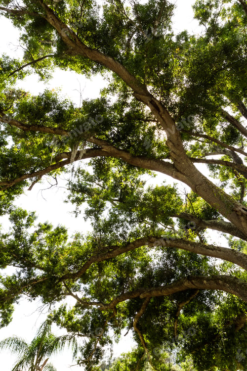 Preview: Large Cottonwood Tree From Underneath With The Afternoon Florida Sunshine Shining Thru