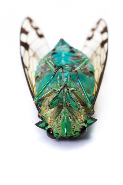 Preview: Green Cicada With Golden Wings Isolated On A White Background