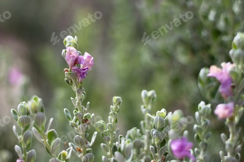 Preview: A Barometerbush Plant With Purple Flowers 0588